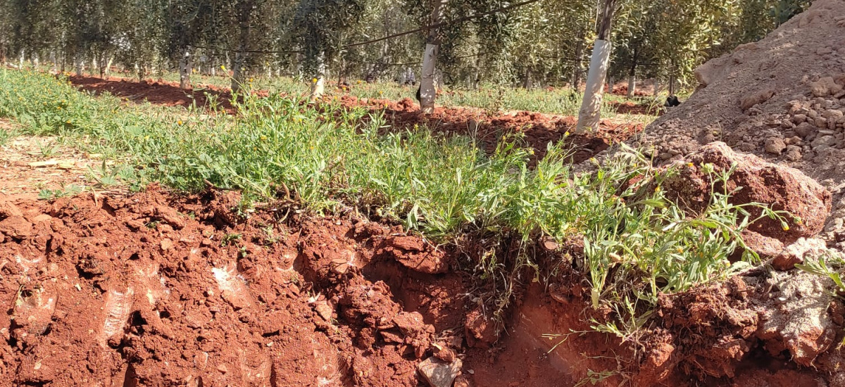 La Escuela de Agrónomos investiga el secuestro de carbono y biodiversidad en olivar en seto